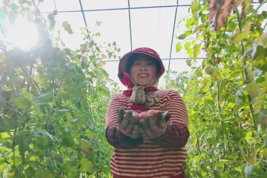 辽宁盘山：特色产业从“单点突破”走向“全域开花”